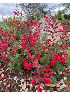 Cédrus zsálya / SALVIA roemeriana 'Arriba'(TM)