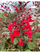 Cédrus zsálya / SALVIA roemeriana 'Arriba'(TM)