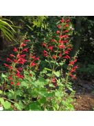 Cédrus zsálya / SALVIA roemeriana 'Arriba'(TM)