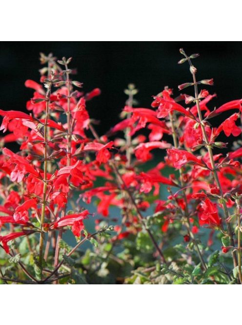 Cédrus zsálya / SALVIA roemeriana 'Arriba'(TM)