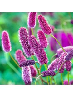 Menzies féle vérfű / SANGUISORBA menziesii