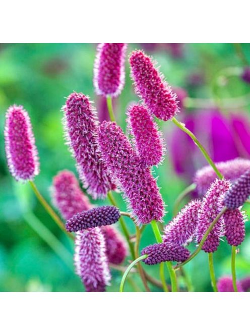 Menzies féle vérfű / SANGUISORBA menziesii
