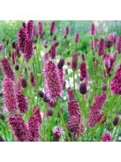 Menzies féle vérfű / SANGUISORBA menziesii