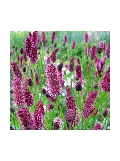 Menzies féle vérfű / SANGUISORBA menziesii
