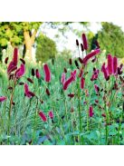 Menzies féle vérfű / SANGUISORBA menziesii
