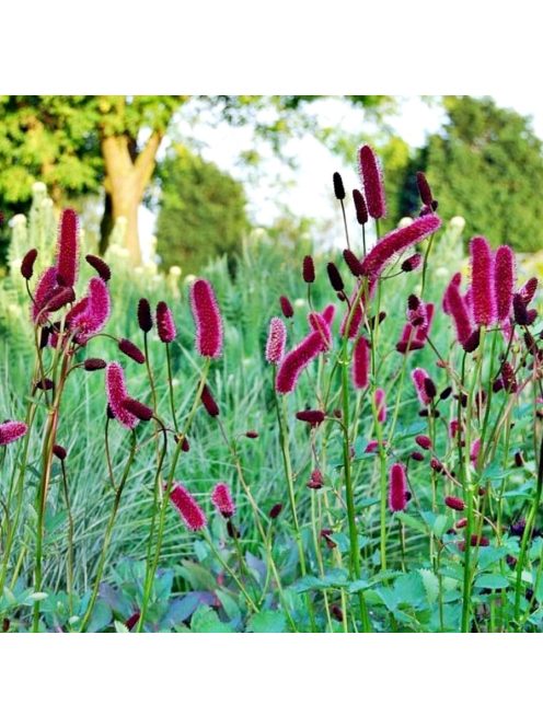Menzies féle vérfű / SANGUISORBA menziesii