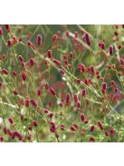 Őszi vérfű / SANGUISORBA officinalis 'Little Red Tanna'