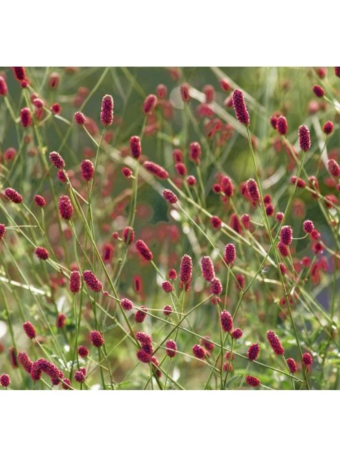 Őszi vérfű / SANGUISORBA officinalis 'Little Red Tanna'