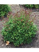 Őszi vérfű / SANGUISORBA officinalis 'Little Red Tanna'