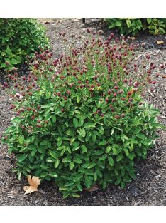   Őszi vérfű / SANGUISORBA officinalis 'Little Red Tanna'