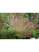 Őszi vérfű / SANGUISORBA officinalis 'Little Red Tanna'