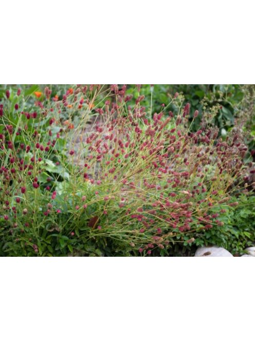 Őszi vérfű / SANGUISORBA officinalis 'Little Red Tanna'