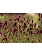 Őszi vérfű / SANGUISORBA officinalis 'Little Red Tanna'