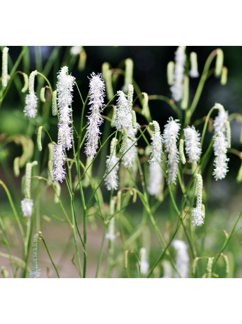 Fehér vérfű / SANGUISORBA tenuifolia var. tenuifolia f. alba