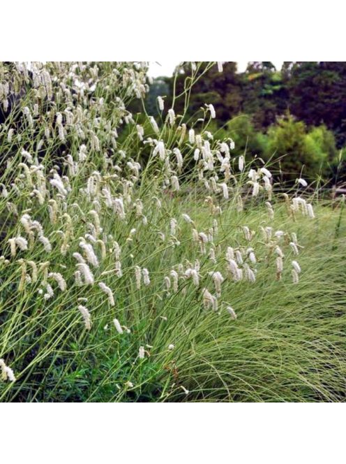 Fehér vérfű / SANGUISORBA tenuifolia var. tenuifolia f. alba