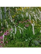 Fehér vérfű / SANGUISORBA tenuifolia var. tenuifolia f. alba
