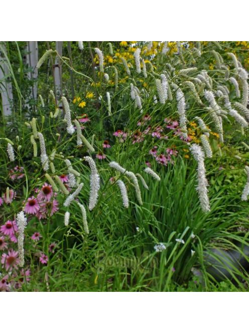Fehér vérfű / SANGUISORBA tenuifolia var. tenuifolia f. alba