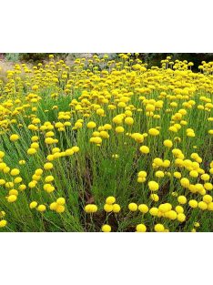 Zöld cipruska / SANTOLINA rosmarinifolia