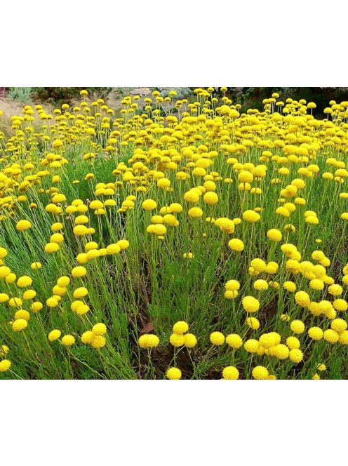Zöld cipruska / SANTOLINA rosmarinifolia