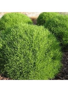 Zöld cipruska / SANTOLINA rosmarinifolia