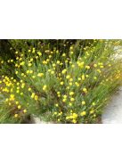 Zöld cipruska / SANTOLINA rosmarinifolia