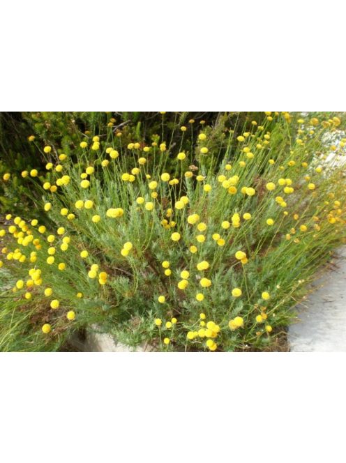 Zöld cipruska / SANTOLINA rosmarinifolia