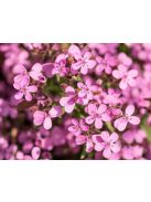 Gyepes szappanfű / SAPONARIA ocymoides