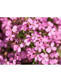 Gyepes szappanfű / SAPONARIA ocymoides