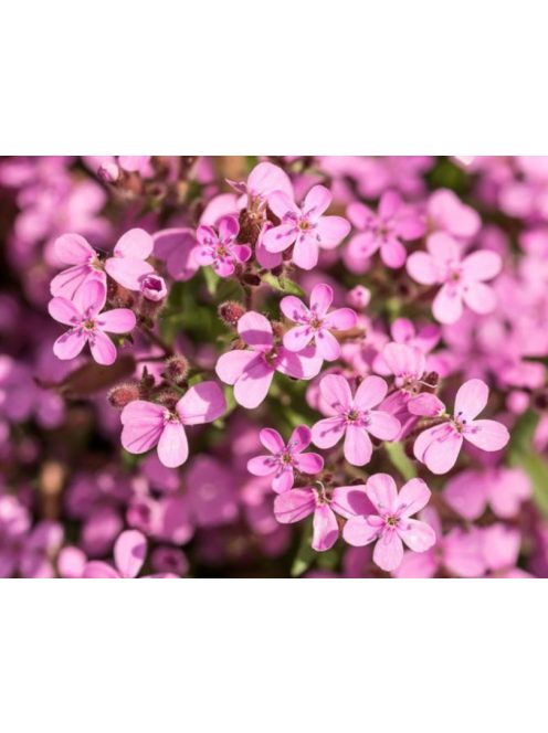 Gyepes szappanfű / SAPONARIA ocymoides