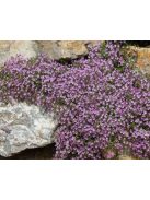Gyepes szappanfű / SAPONARIA ocymoides