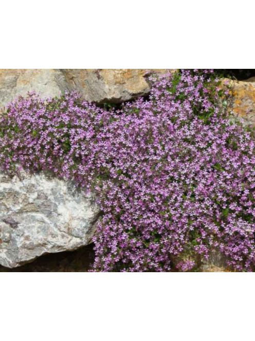 Gyepes szappanfű / SAPONARIA ocymoides