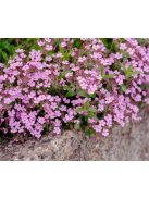 Gyepes szappanfű / SAPONARIA ocymoides