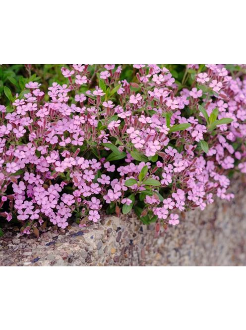 Gyepes szappanfű / SAPONARIA ocymoides