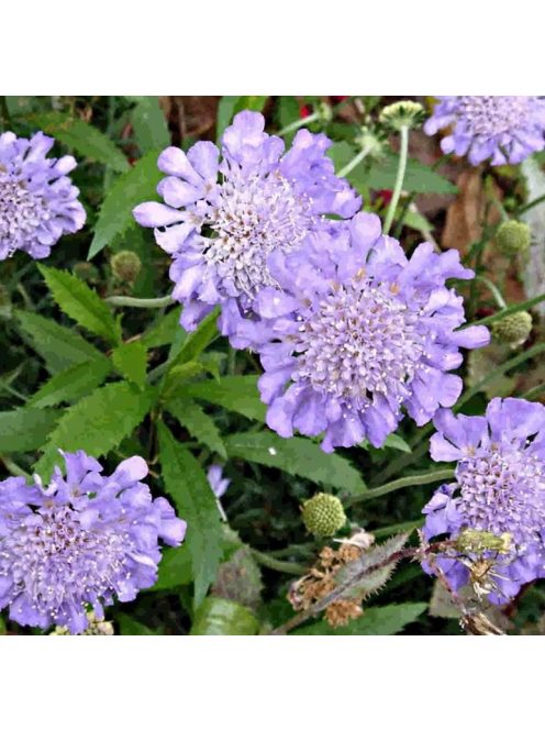 Ördögszem / SCABIOSA columbaria f. nana 'Pincushion Blue'