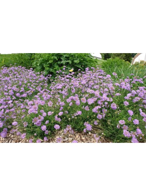Ördögszem / SCABIOSA columbaria f. nana 'Pincushion Blue'