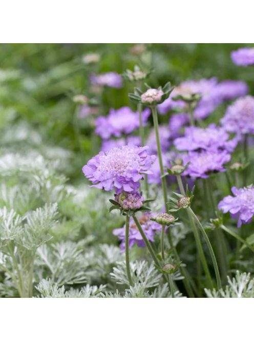 Ördögszem / SCABIOSA columbaria f. nana 'Pincushion Blue'