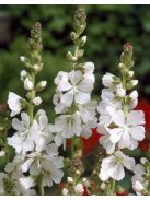 Korai prérimályva / SIDALCEA candida 'Bianca'