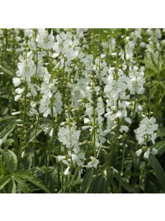 Korai prérimályva / SIDALCEA candida 'Bianca'