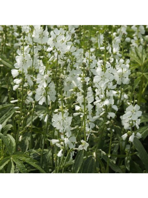 Korai prérimályva / SIDALCEA candida 'Bianca'