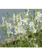 Korai prérimályva / SIDALCEA candida 'Bianca'