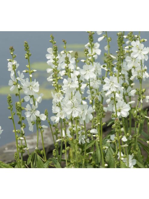 Korai prérimályva / SIDALCEA candida 'Bianca'