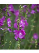 Prérimályva / SIDALCEA Malviflora-Hybr. 'Partygirl'