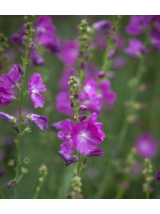   Prérimályva / SIDALCEA Malviflora-Hybr. 'Partygirl'