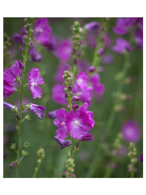 Prérimályva / SIDALCEA Malviflora-Hybr. 'Partygirl'