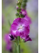 Prérimályva / SIDALCEA Malviflora-Hybr. 'Partygirl'