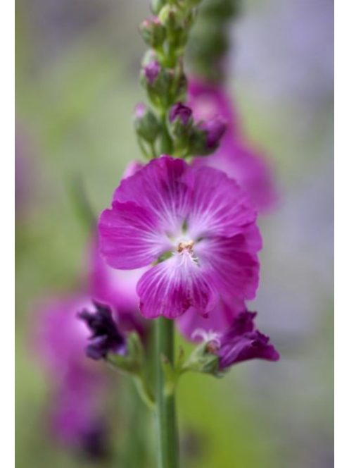 Prérimályva / SIDALCEA Malviflora-Hybr. 'Partygirl'