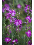 Prérimályva / SIDALCEA Malviflora-Hybr. 'Partygirl'