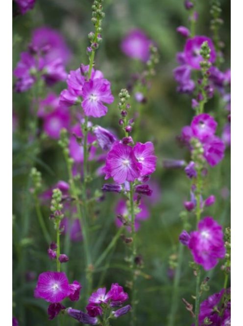 Prérimályva / SIDALCEA Malviflora-Hybr. 'Partygirl'
