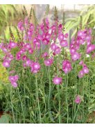 Prérimályva / SIDALCEA Malviflora-Hybr. 'Partygirl'