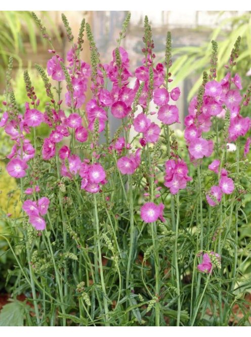 Prérimályva / SIDALCEA Malviflora-Hybr. 'Partygirl'